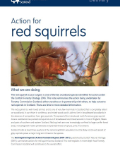 Action for Red Squirrels